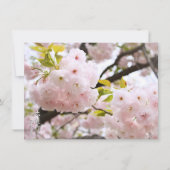 Double Cherry Blossom: Oh-jochin Karte (Vorderseite)