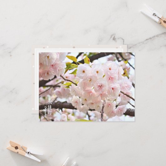 Double Cherry Blossom: Oh-jochin Karte (Vorderseite/Rückseite Beispiel)