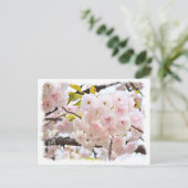 Double Cherry Blossom: Oh-jochin Postkarte (Stehend Vorderseite)