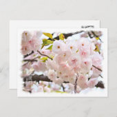 Double Cherry Blossom: Oh-jochin Postkarte (Vorne/Hinten)