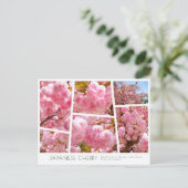 Double Cherry Blossom: Sato-zakura Postkarte (Stehend Vorderseite)