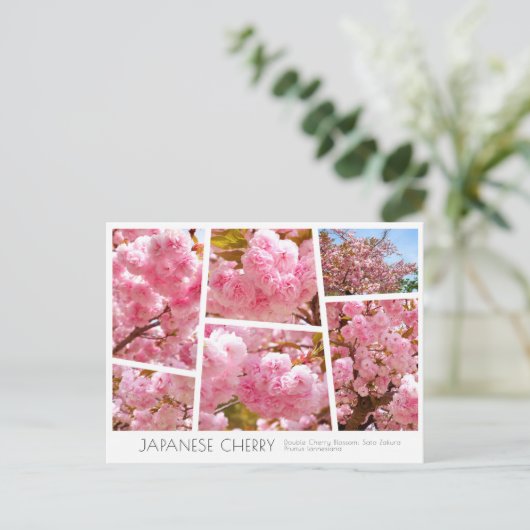 Double Cherry Blossom: Sato-zakura Postkarte (Stehend Vorderseite)