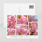 Double Cherry Blossom: Sato-zakura Postkarte (Vorne/Hinten)