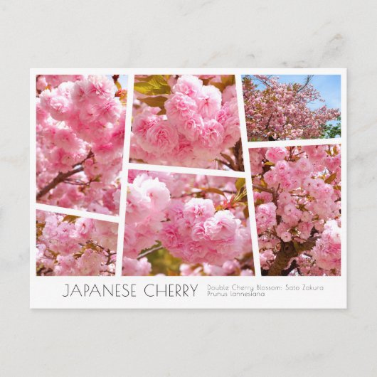 Double Cherry Blossom: Sato-zakura Postkarte (Vorderseite)
