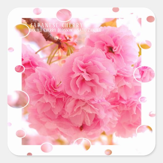 Double Cherry Blossom: Sato-zakura Quadratischer Aufkleber (Vorderseite)