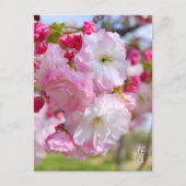 Double Cherry Blossom: Shogetsu Postkarte (Vorderseite)