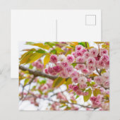 double cherry blossoms feiertagspostkarte (Vorne/Hinten)