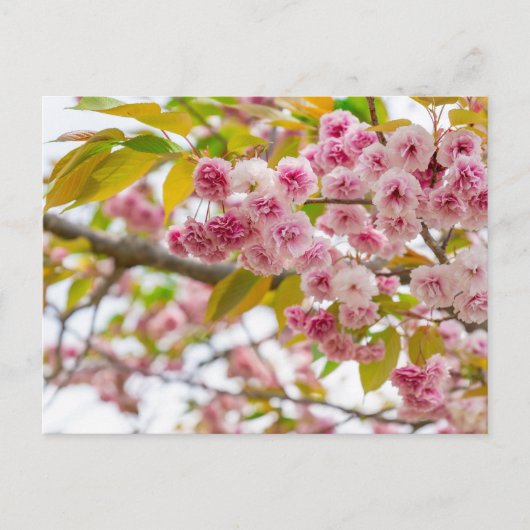 double cherry blossoms feiertagspostkarte (Vorderseite)