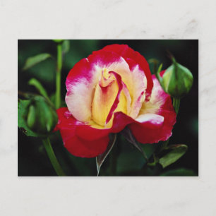 Double Delight Hybrid Tee Rose 'Andeli' Weißer Flu Postkarte