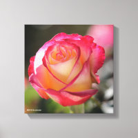 Double Delight Rose
