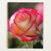 Double Delight Rose Planer (Vorderseite)