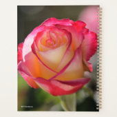 Double Delight Rose Planer (Rückseite)