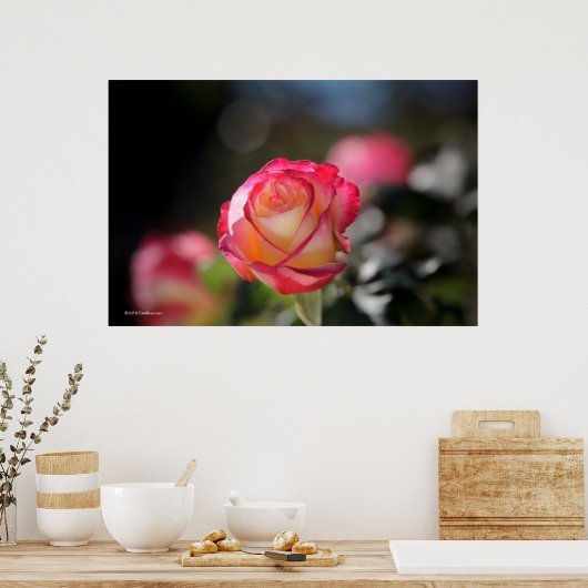 Double Delight Rose Poster (Küche)