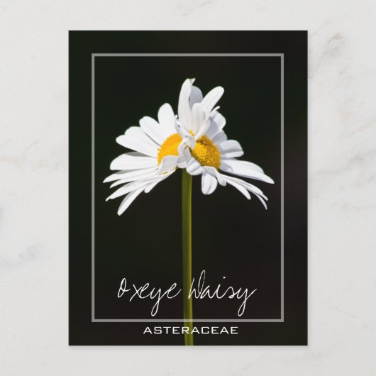 Double Headed White Daisy | Oxeye Daisy Foto Postkarte (Vorderseite)