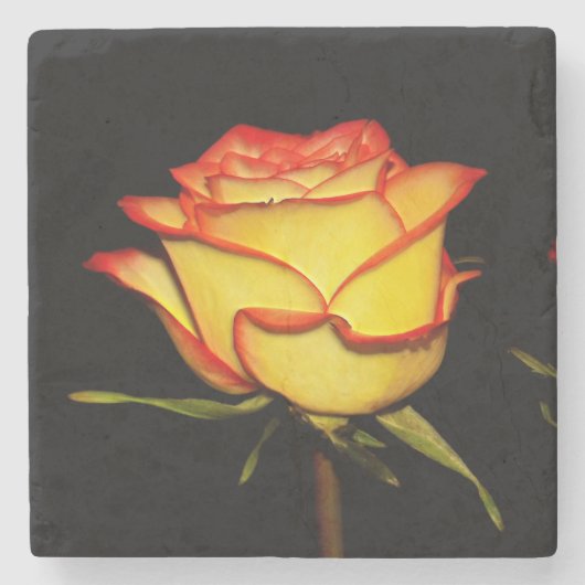 Double Red and Yellow Rose Bloom Steinuntersetzer (Vorderseite)