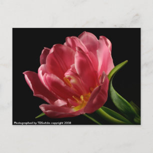 Double Tulip Blooms Spring Blume Postcard Postkarte