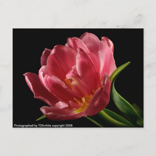 Double Tulip Blooms Spring Blume Postcard Postkarte (Vorderseite)