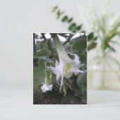 Double White Brugmansia Postkarte (Stehend Vorderseite)