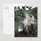 Double White Brugmansia Postkarte (Vorne/Hinten)
