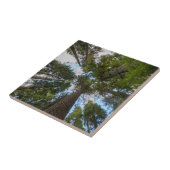 Douglas Fir Baumkronen Fliese (Seite)