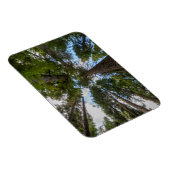 Douglas Fir Baumkronen Magnet (Rechte Seite)