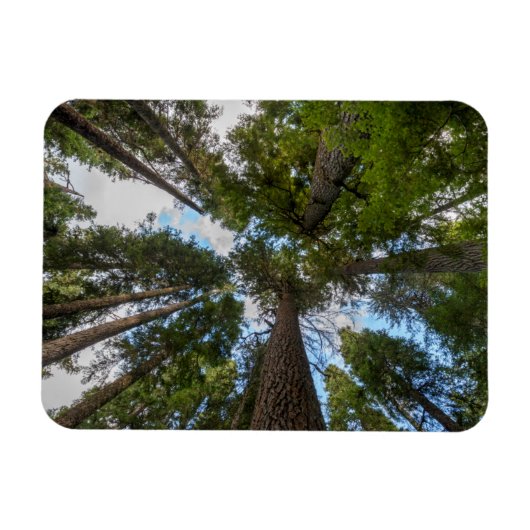 Douglas Fir Baumkronen Magnet (Horizontal)
