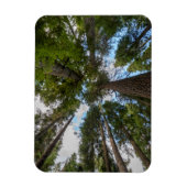 Douglas Fir Baumkronen Magnet (Vertikal)