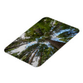 Douglas Fir Baumkronen Magnet (Linke Seite)