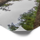 Douglas Fir Baumkronen Poster (Ecke)