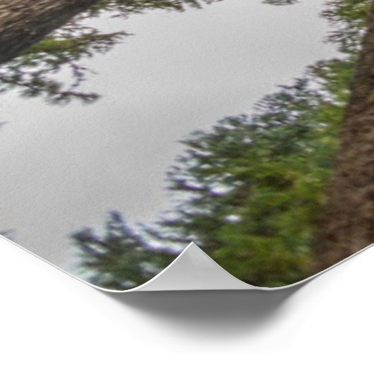Douglas Fir Baumkronen Poster (Ecke)