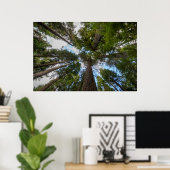 Douglas Fir Baumkronen Poster (Heimbüro)
