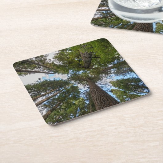 Douglas Fir Baumkronen Rechteckiger Pappuntersetzer (angewinkelt)