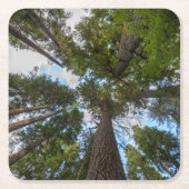 Douglas Fir Baumkronen Rechteckiger Pappuntersetzer (Vorderseite)