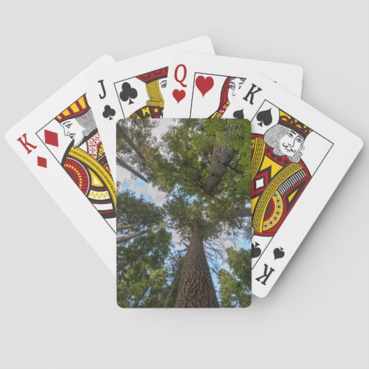 Douglas Fir Baumkronen Spielkarten (Rückseite)