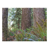 Douglas Fir Conifer Forest Fotodruck (Vorne)