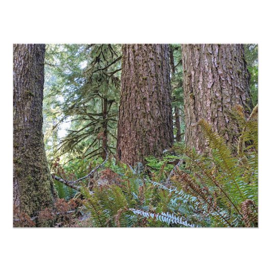 Douglas Fir Conifer Forest Fotodruck (Vorne)