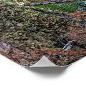 Douglas Fir Conifer Forest fotografisch Poster (Ecke)