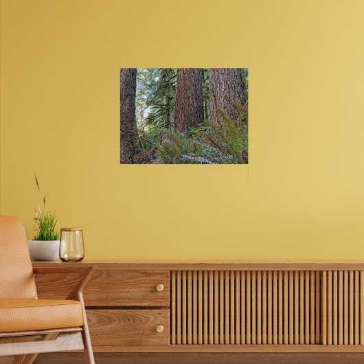Douglas Fir Conifer Forest fotografisch Poster (Wohnzimmer 2)