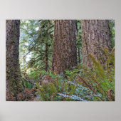 Douglas Fir Conifer Forest fotografisch Poster (Vorne)