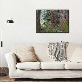Douglas Fir Conifer Forest Poster