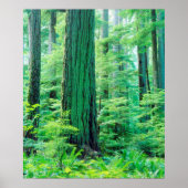 Douglas Fir tree Poster (Vorne)