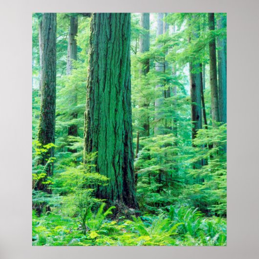 Douglas Fir tree Poster (Vorne)