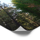 Douglas fir und Pine poster (Ecke)