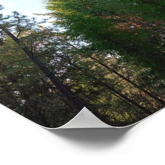 Douglas fir und Pine poster (Ecke)