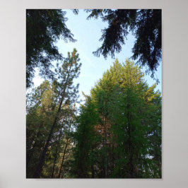 Douglas fir und Pine poster