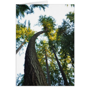 Douglas Firs im Walker Park, Shelton, WA