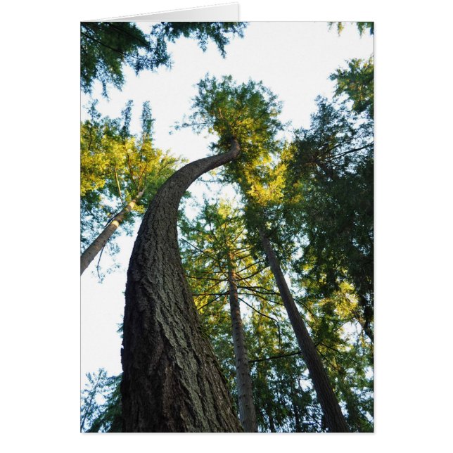Douglas Firs im Walker Park, Shelton, WA (Vorne)