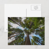 Douglasienbaumkrone Postkarte (Vorne/Hinten)