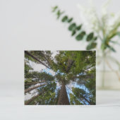 Douglasienbaumkrone Postkarte (Stehend Vorderseite)