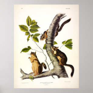 Douglass oder Pine Squirrel (Chickaree) von Audubo Poster